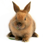 Cute Rabbit Eating Transparent Square Pic