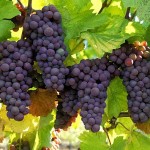 Vineyard Grapes Square Pic