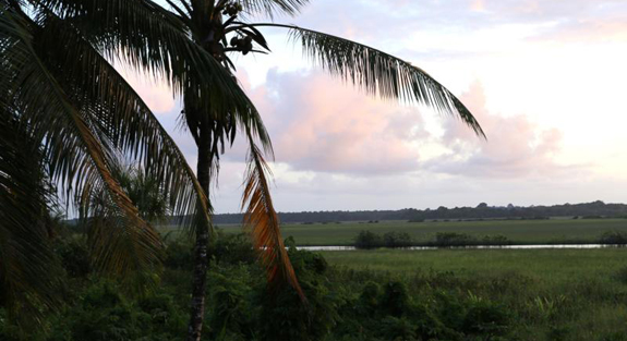 The sun rises over palm trees in mid-March along Pomeroon River in the interior of Guyana. (CNS photo/Bob Roller) See WASHINGTON-LETTER-ENVIRONMENT Nov. 24, 2015.