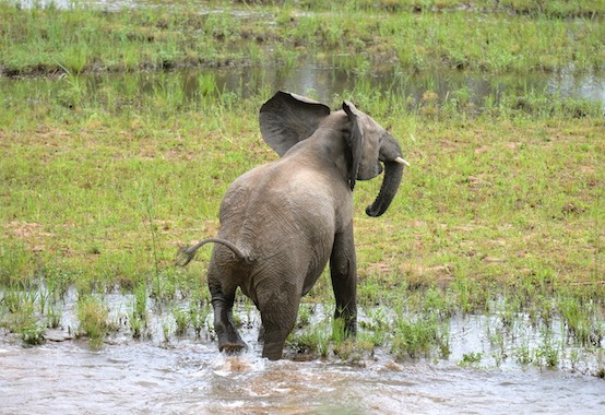 Elephant GOP Republican Party