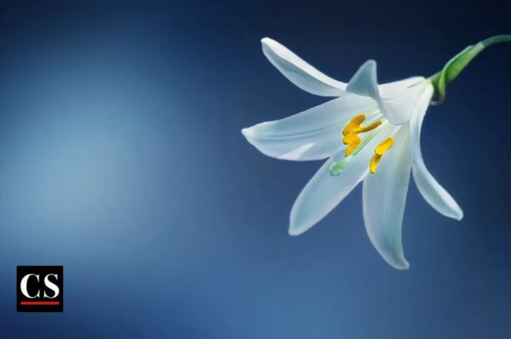 Pretty Flower